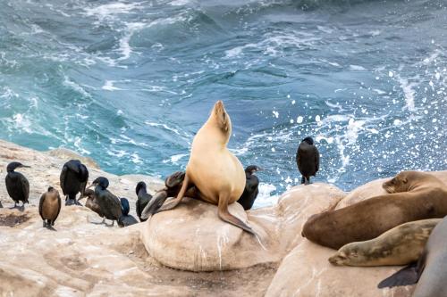 a group of seals sitting on the rocks near the water at La Jolla Cove Suites in San Diego