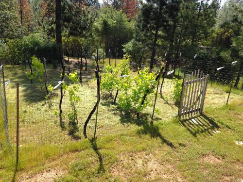 Fotografie z fotogalerie ubytování Black Oak Hill Vista near Yosemite - mountain views & starry night sky v destinaci Mariposa
