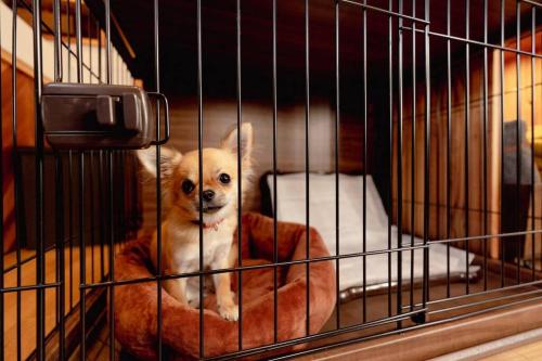 a small dog sitting in a cage at サウナ・ジャグジー・完全貸し切りという贅沢　大人の秘密基地　Tiny Cabin TATEGU#02 in Miyota