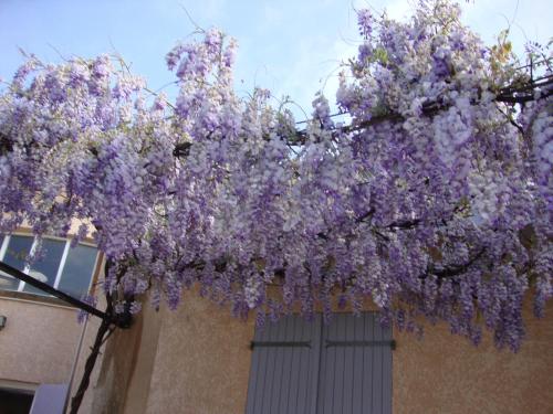 a bunch of purple flowers hanging from a building at Michèle et Didier Lin in Saint-Laurent-dʼAigouze