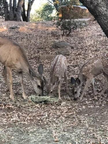 a group of deer eating grass in the woods at Cozy Cub Cabin, brand new home near Yosemite in Mariposa