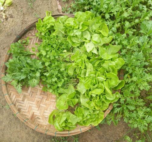 a basket filled with green plants on the ground at Ngoc An Bang Villa in An Bang