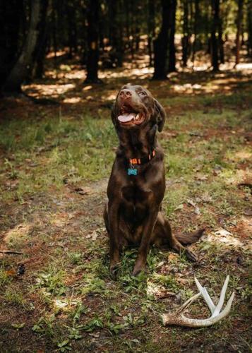a brown dog sitting in the grass with a frisbee at Rustic Ridge in Penn Yan