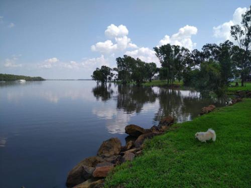 a cat standing on the grass near a body of water at The Little Cove in Vaal Marina