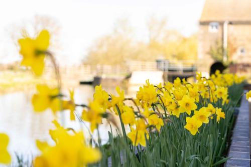 a bunch of yellow flowers in a garden at Fletland Mill and Holiday Hamlet - 18th century watermill, in stunning location near Stamford in Stamford