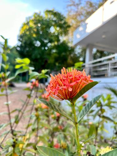 Jardín al aire libre en Harbour Bliss Hotel