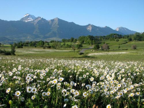 um campo de flores com montanhas ao fundo em Studio RDC 4-5 pers pied des pistes em Chaillol