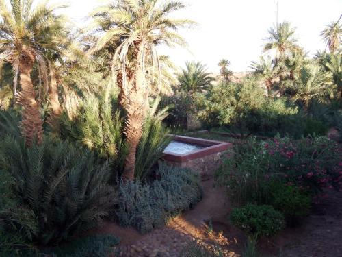 a garden with palm trees and a bench and plants at Dar Paru in Mhamid