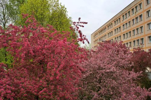 einen Baum mit rosa Blumen vor einem Gebäude in der Unterkunft Szucha 27 - Royal Łazienki Flat in Warschau