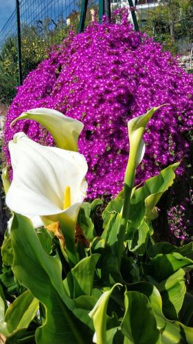 Zahrada ubytování Il Giardino di Gio'