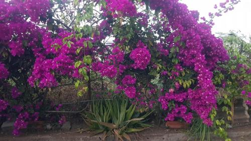 a bunch of purple flowers hanging from a wall at Cote de France in Fundura