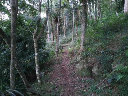 a dirt trail in a forest with trees at Complejo Paranay in Puerto Paranay