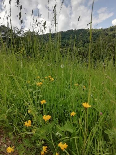 a field of yellow flowers in the grass at Chalet Niki BELLAGIO in Bellagio