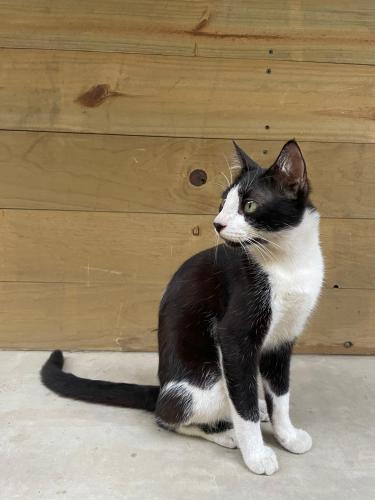 a black and white cat sitting on the floor at Casa Austera in El Paredón Buena Vista