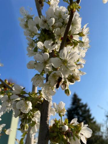 a bee on a tree with white flowers at Eichenhof Hotel Garni in Groß Köris
