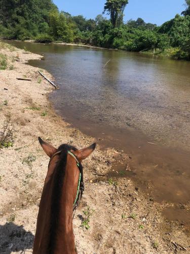a horse standing on the shore of a river at La Mello Country House in Palomino
