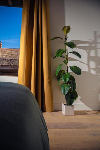 uma planta sentada num quarto ao lado de uma janela em La parenthèse rémoise 