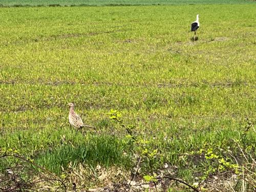 two birds standing in a field of grass at Siedlisko Józefka in Zaróbka