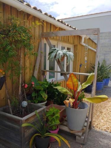 un groupe de plantes en pot devant un bâtiment dans l'établissement Studio cocooning, à Le Porge