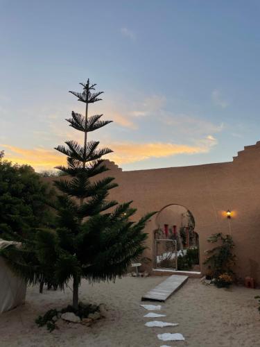 a pine tree in the sand next to a building at Dar Tawarta Guest House Dakhla in Dakhla