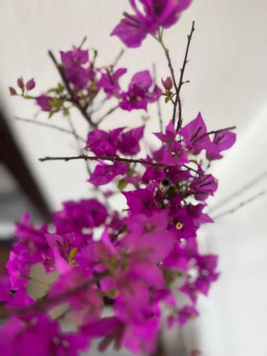 a bunch of purple flowers in a white vase at Himalayas in Gjirokastër