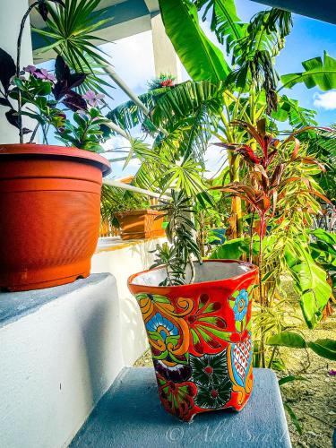two potted plants sitting on top of a wall at Costa Nube in Caye Caulker
