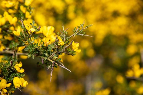 a bunch of yellow flowers on a tree at MASSERIA SCALEDDA in Manduria