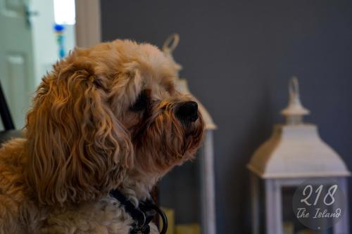 Fotografie z fotogalerie ubytování The Cabin, Glan Gwna v destinaci Caernarfon