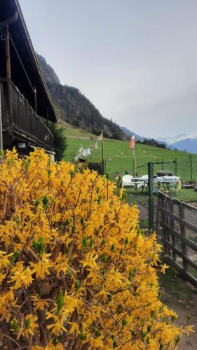 a bunch of yellow flowers next to a fence at Casa Indipendente Val d'Ayas - Challand Saint Anselme in Challand Saint Anselme