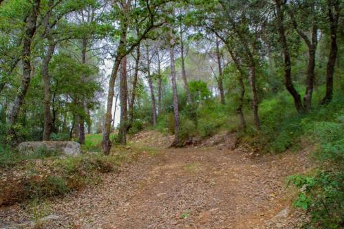 a dirt road in a wooded area with trees at B&B S'Omu Antiga in Nureci
