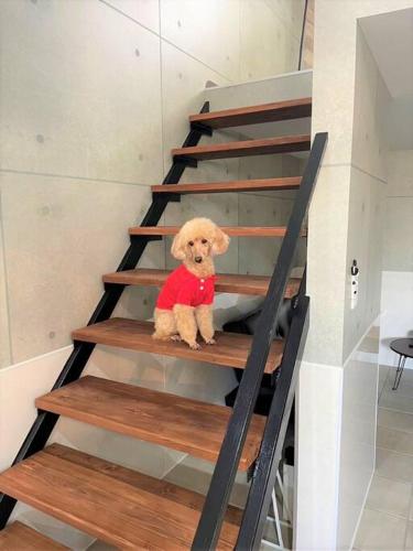 a brown dog sitting on a wooden stairs at とぅも～る in Ishigaki Island