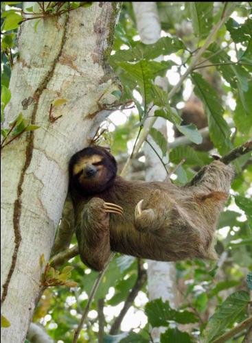 Animales en el bed & breakfast o alrededores