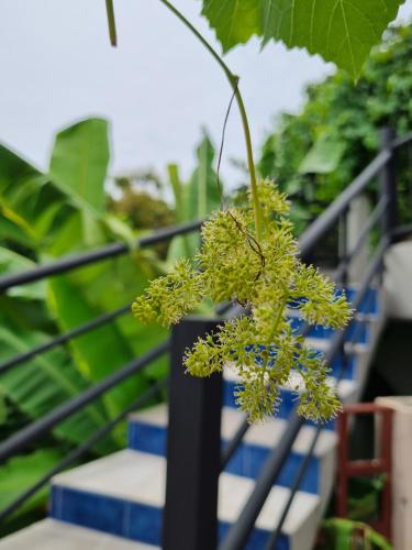 a bunch of flowers in front of some stairs at Sawasdee Sichang Resort in Ban Tha Thewawong