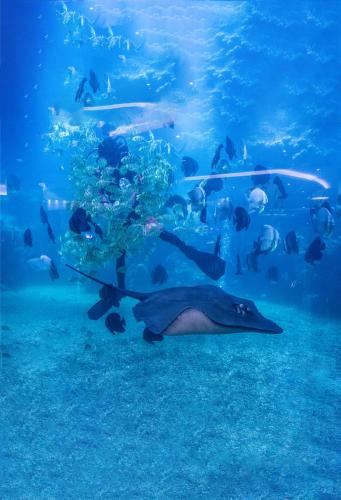 Altri animali domestici presso l'hotel o nei dintorni