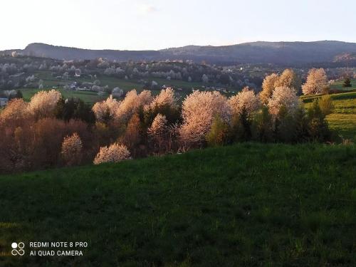 a group of trees on a grassy hill at Chata pod smrekmi in Hriňová