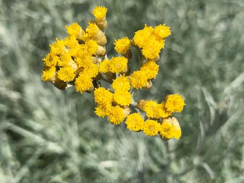 a bunch of yellow flowers on a plant at Hof van Eggertingen nr. 8 in Riemst