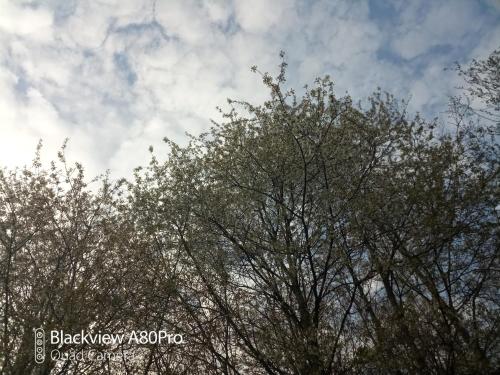 a group of trees with the sky in the background at Um Burebierg apartment 35m2 in Buschrodt