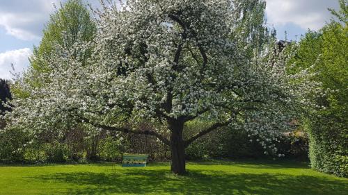 a tree in a field with a bench under it at Hof Klostermann in Hessisch Oldendorf