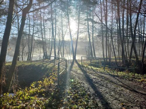 um caminho na floresta com o sol brilhando através das árvores em Pension Kchischowka em Vetschau