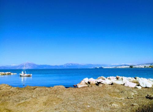 a herd of sheep on the shore of a body of water at Patras Palm Tree in Patra