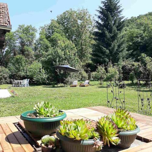 three potted plants on a wooden table in a yard at Fruškogorska kuća - Andrevlje lounge, naselje Testera in Čerević