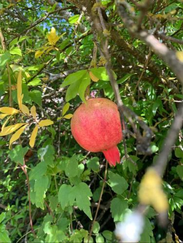 a red apple hanging from a tree at Villa Belvedere di Popiglio in Popiglio