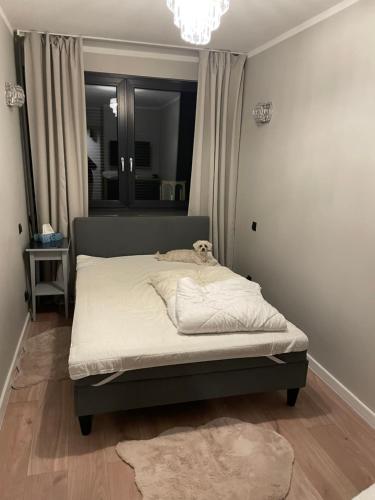 Przy Błoniach في شتتين: سرير في غرفة نوم يستلقي عليه كلب