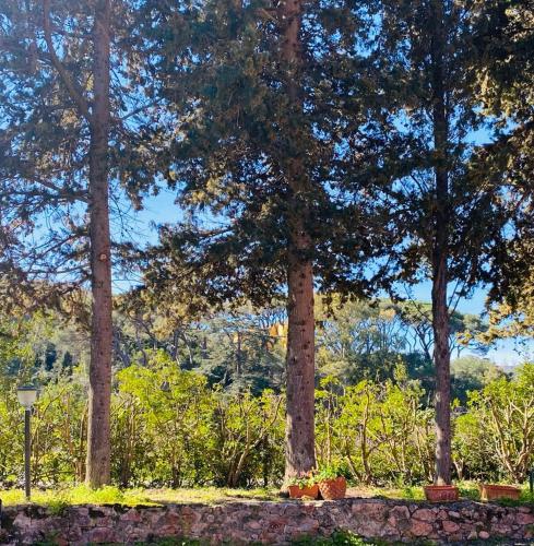 a group of trees in the middle of a forest at Villa Gaia in Portoferraio