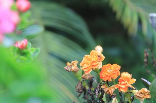 Recanto do Covico – Photos 4