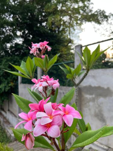 a bunch of pink flowers in front of a fence at Kapaliya Unawatuna in Unawatuna