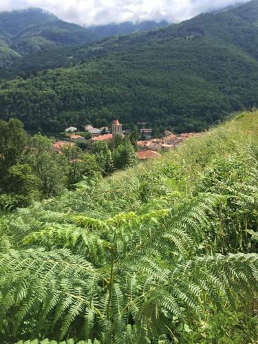 une vue sur un champ de plantes sur une colline dans l'établissement T2 petite terrasse coeur de ville, à Prats-de-Mollo-la-Preste