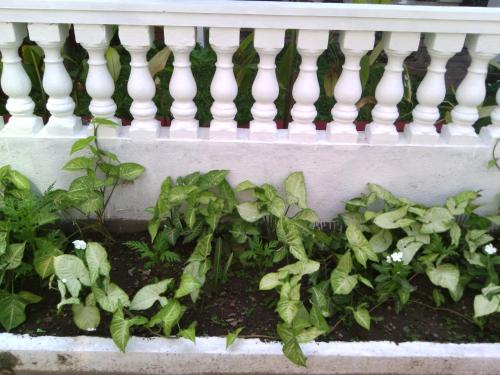 a bunch of plants growing under a white railing at Nathans Holiday Home in Cochin