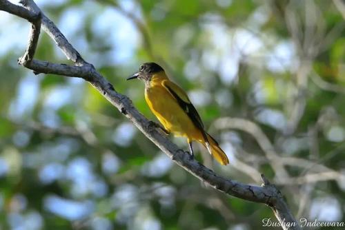 a yellow bird sitting on a tree branch at Nilwala Gate wetland Stay in Matara