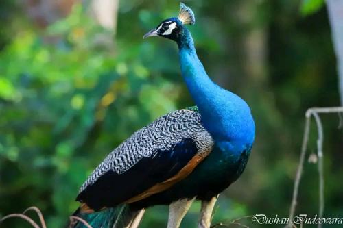 a peacock standing on top of a tree at Nilwala Gate wetland Stay in Matara
